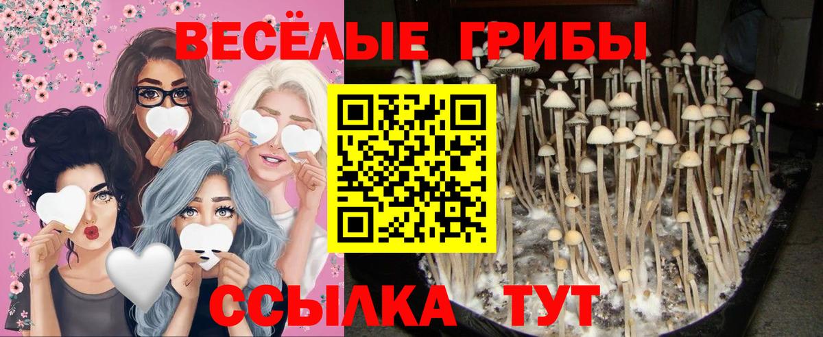 Галлюциногенные грибы Psilocybine cubensis Ревда